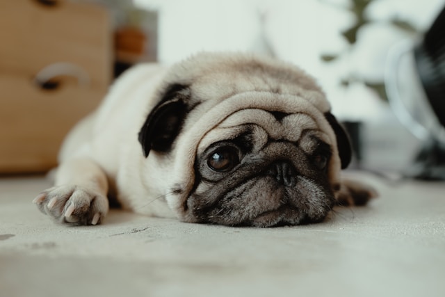 the-5-most-suitable-dog-breeds-for-seniors