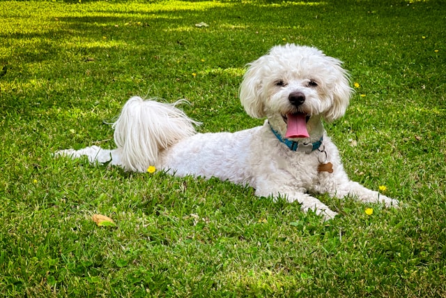 the-5-most-suitable-dog-breeds-for-seniors