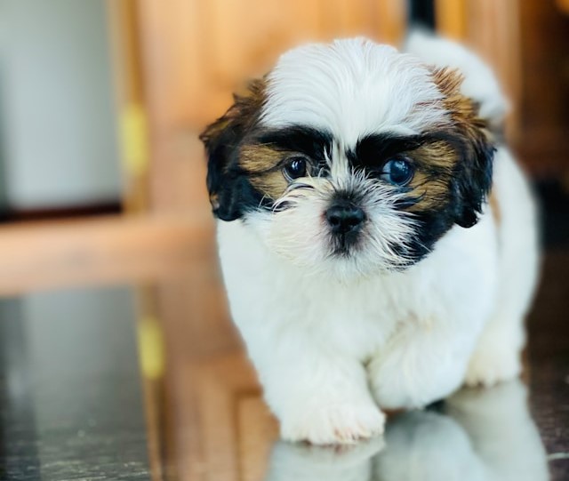 the-5-most-suitable-dog-breeds-for-seniors