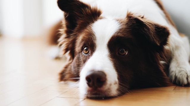 5-smartest-dogs