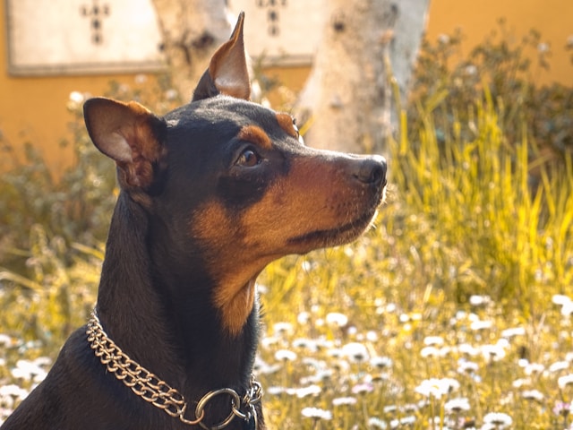 5-smartest-dogs