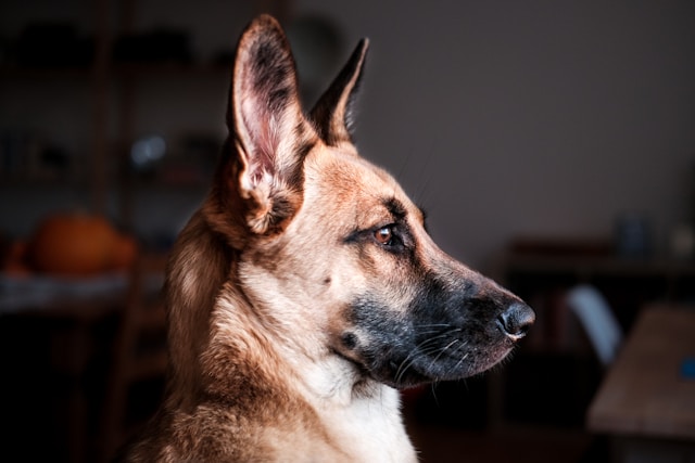 5-smartest-dogs