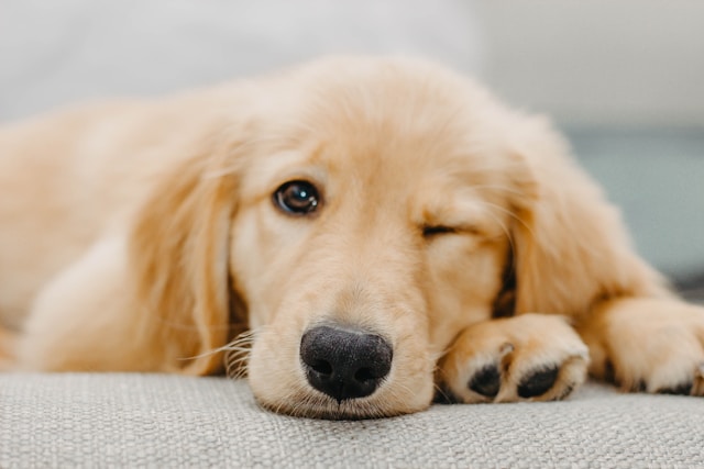 5-smartest-dogs