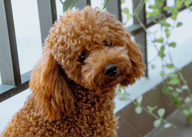 5-smartest-dogs